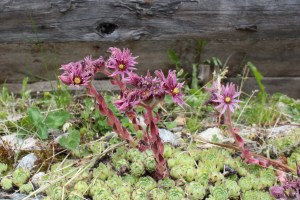 sempervivum montanum (2) (1200 x 800)